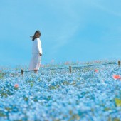 Công viên Hitachi Kaihin - Khi bốn mùa đều là tuyệt cảnh trần gian